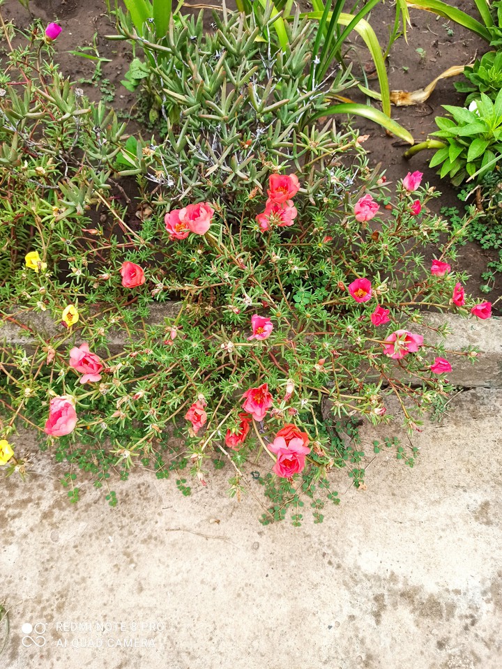 flores, portulacas