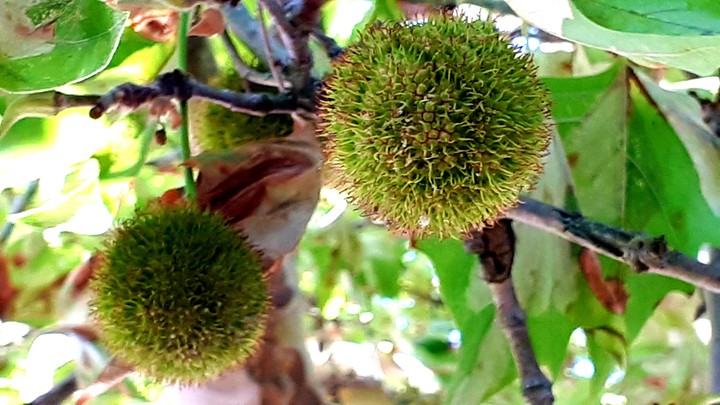 growing chestnuts