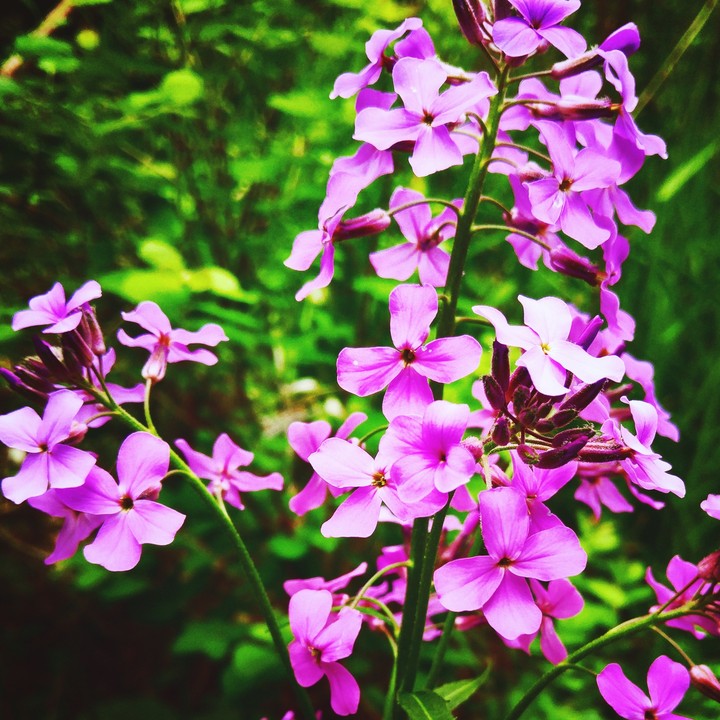 Purple Flowers