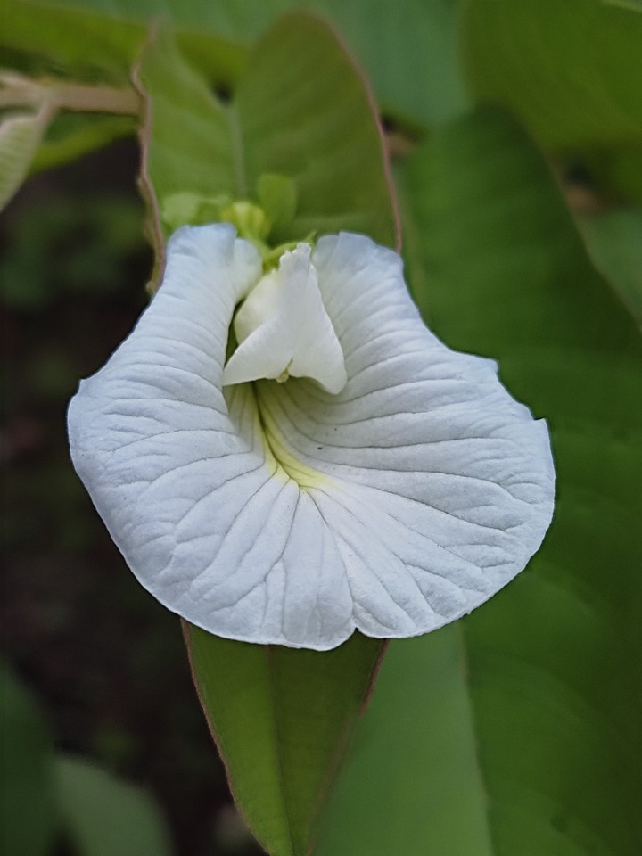 White ?