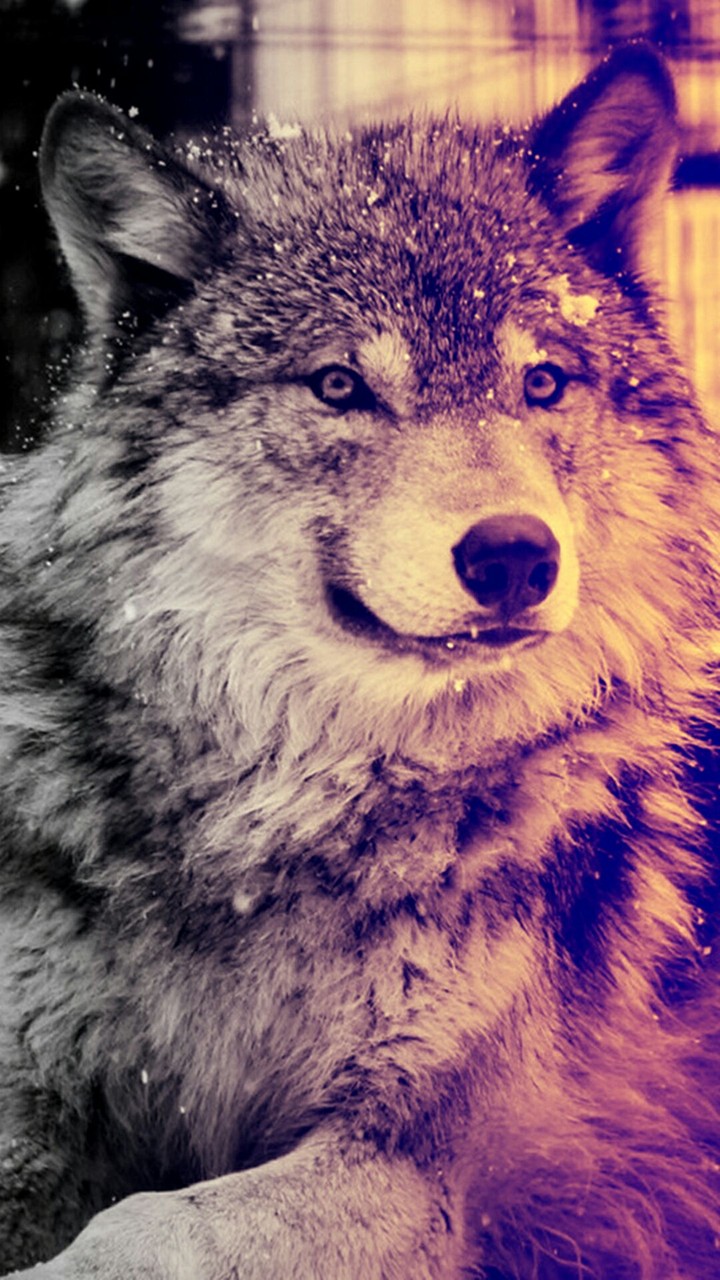 wolf