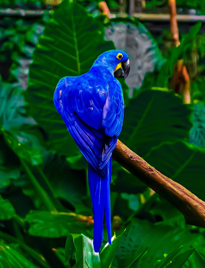 blue parrot