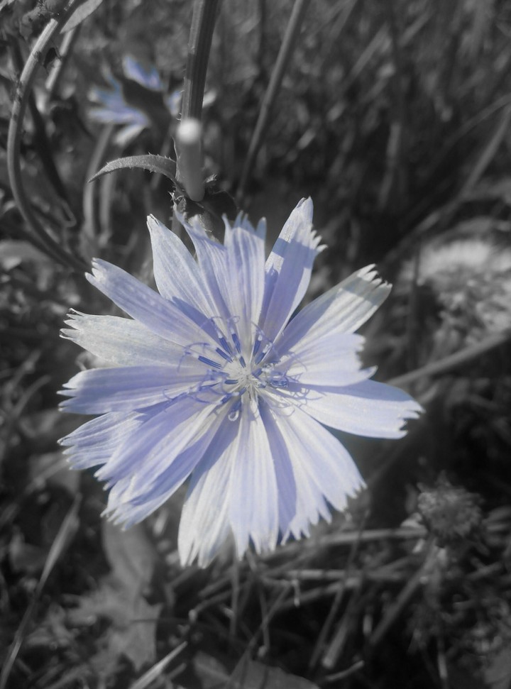 #flower