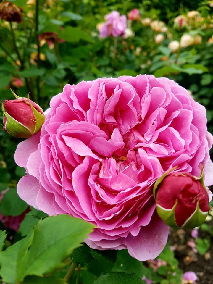 Rose