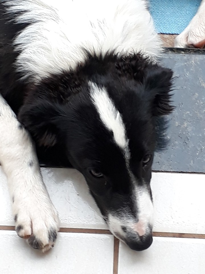 cachorro