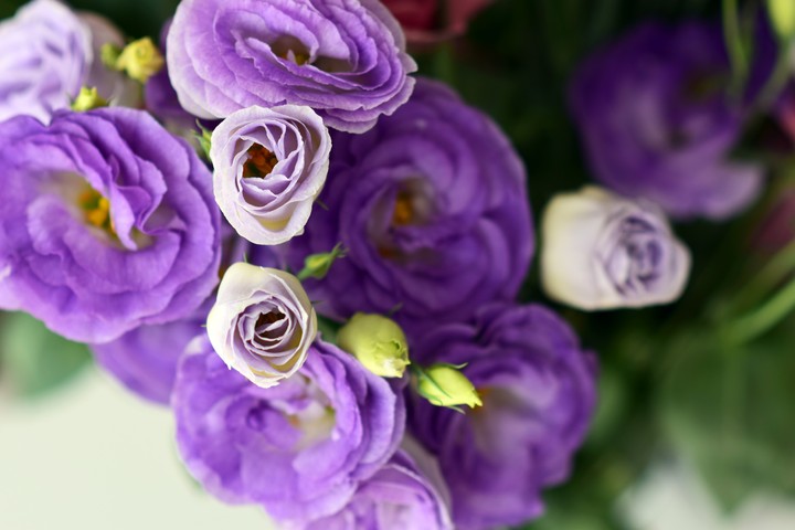 purple tenderness