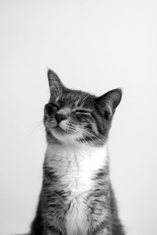 the cat