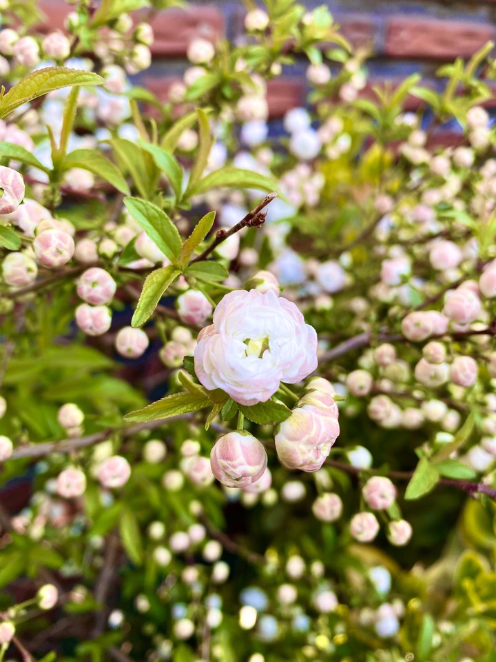 spring coming