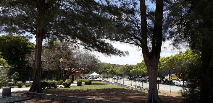 Trees in the garden