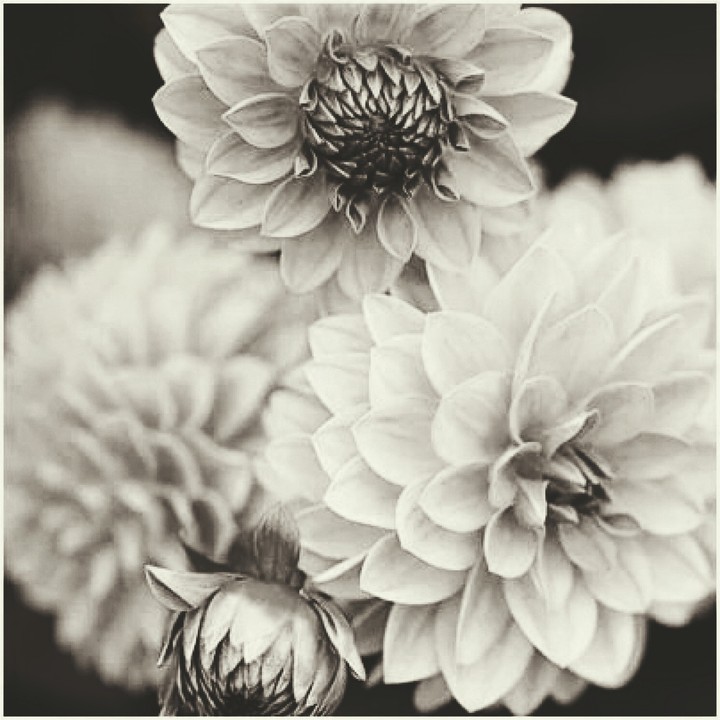just as they bloom