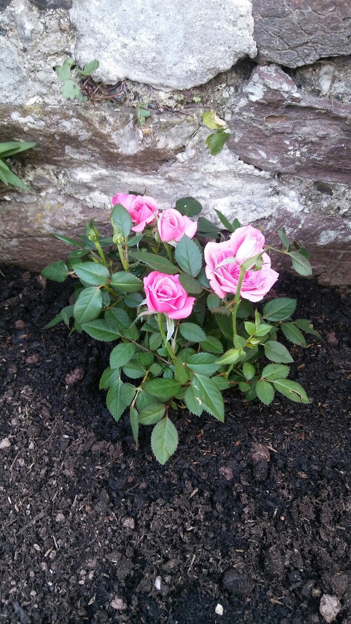 summer roses