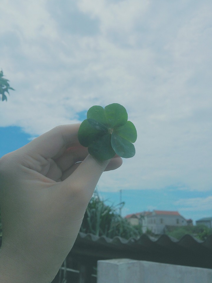 clover