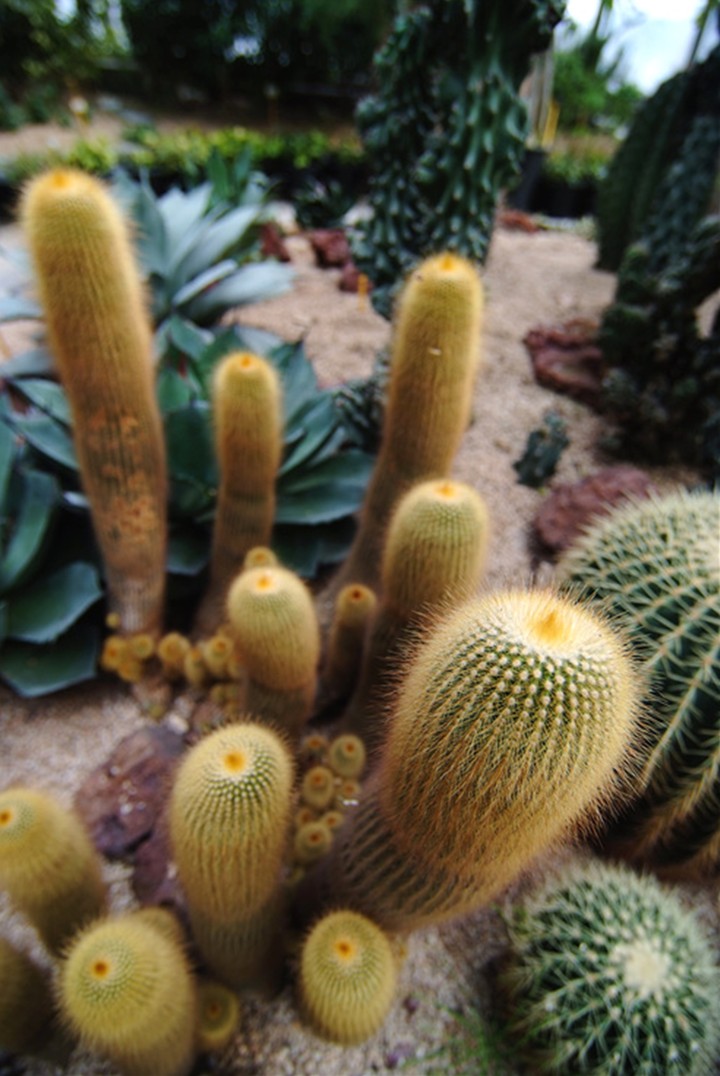 Cactus