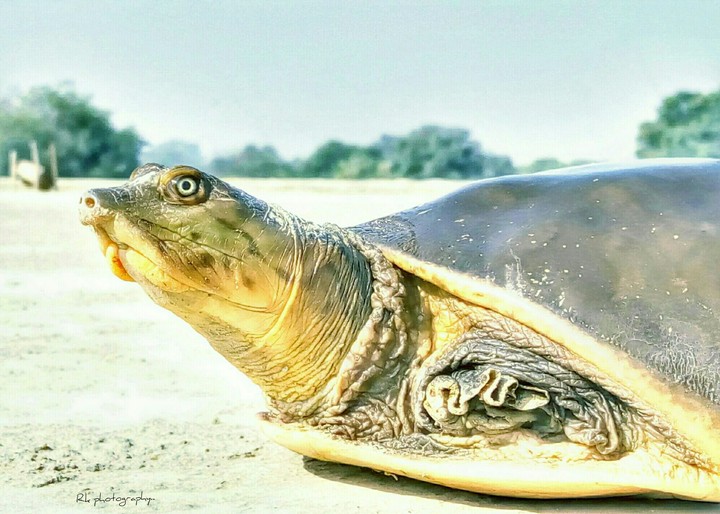 Turtle...