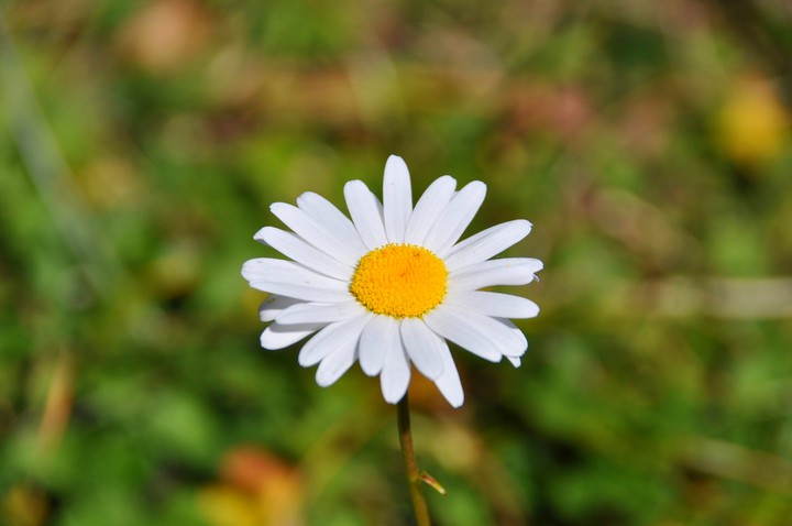 Marguerite