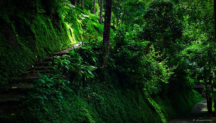paths through green
