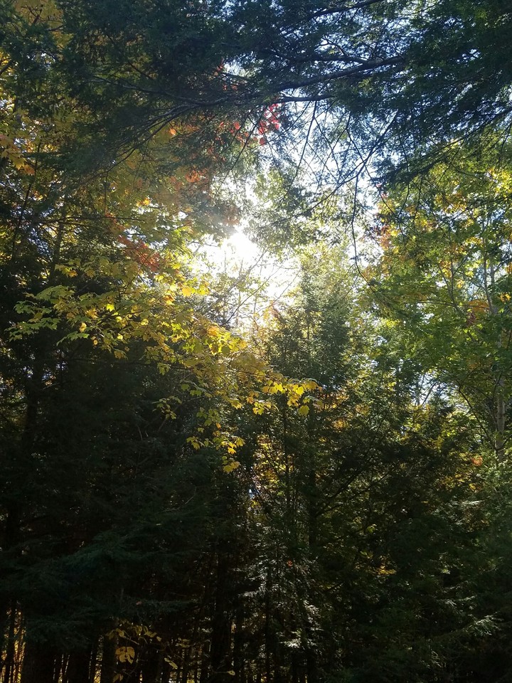 sunlight