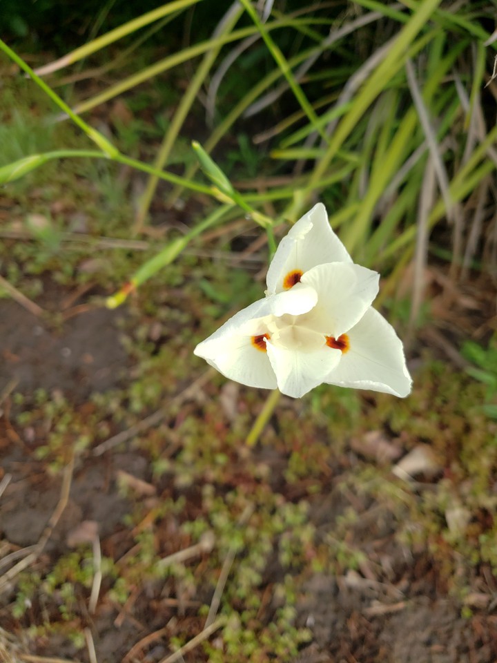 spring