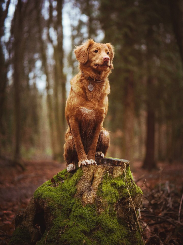 Nice dog, awesome