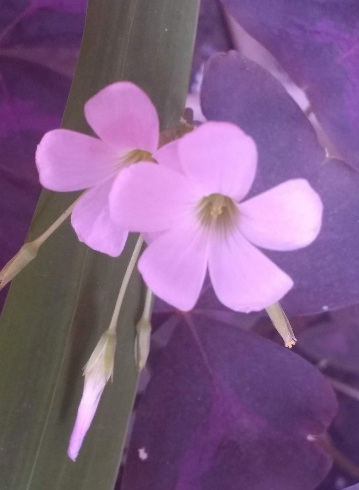 Foguetes de Damas Roxa