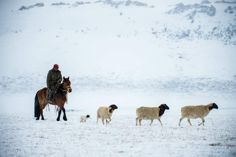обои winter, sheep