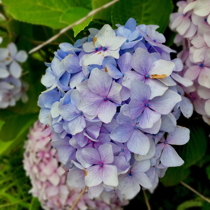 hydrangea