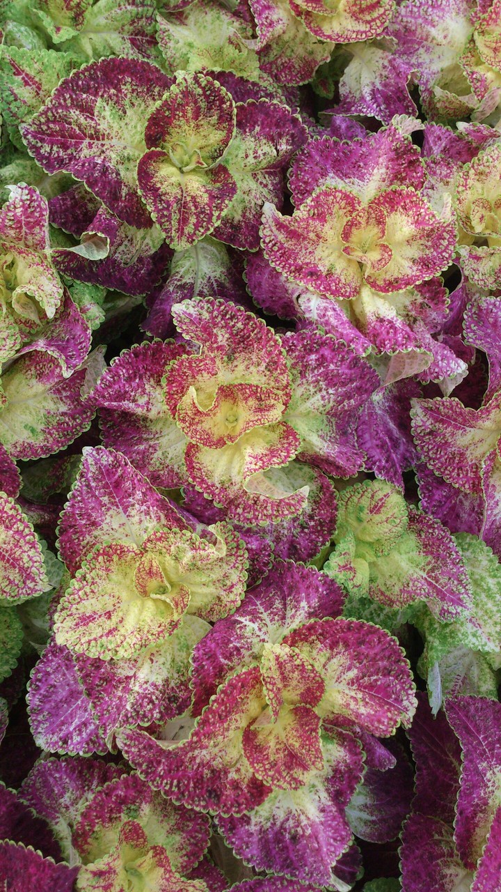 purple and green