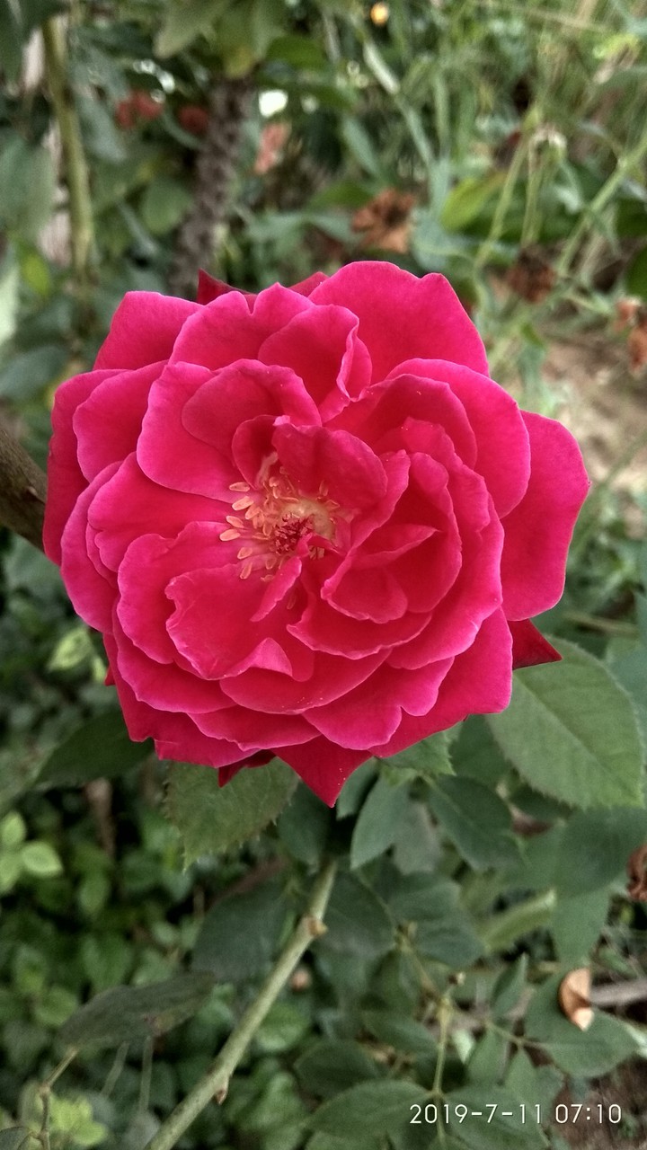 rose