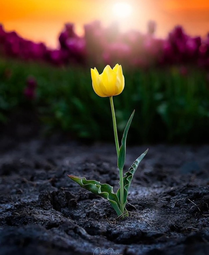 Tulip
