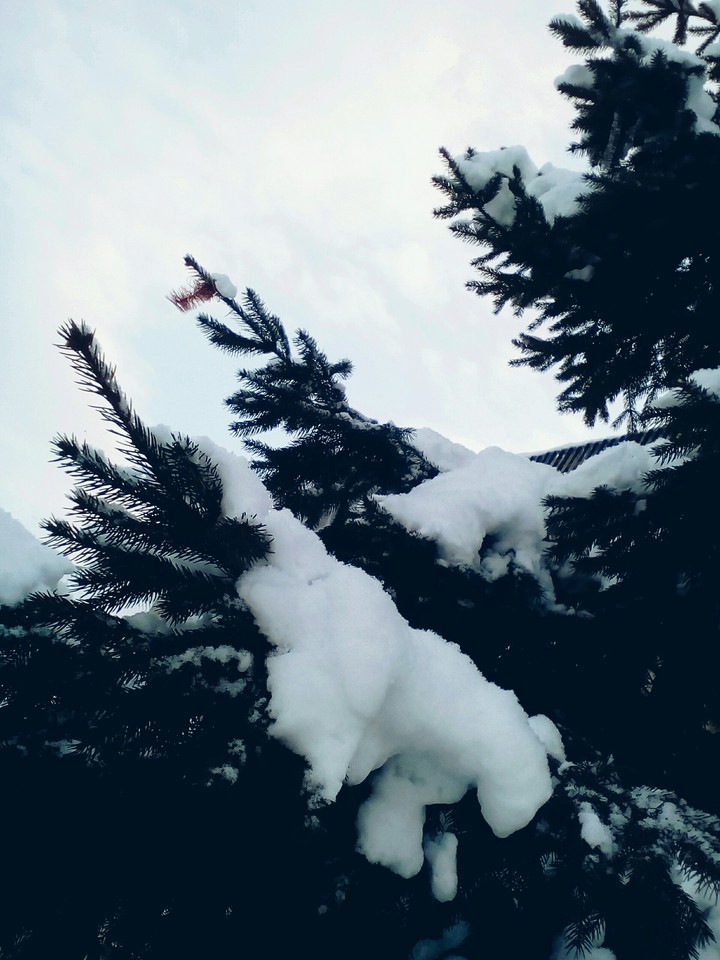Winter❄
