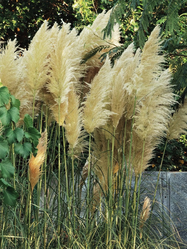Pampas grass