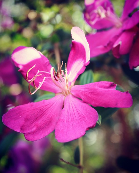 Give me a flower babe...