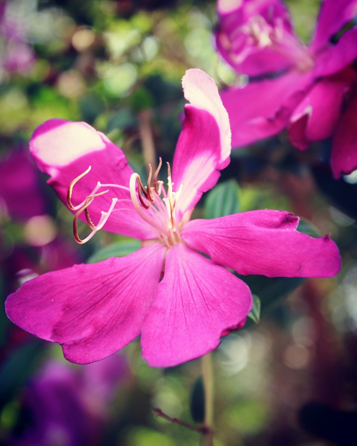 Give me a flower babe...