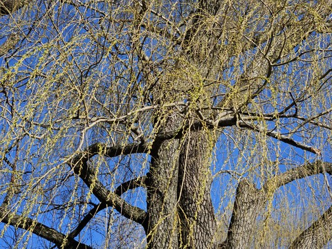 тапети branch, wood