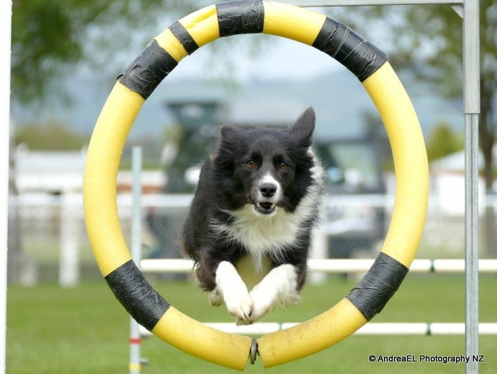 The Border Collie Because There Is No Better Dog