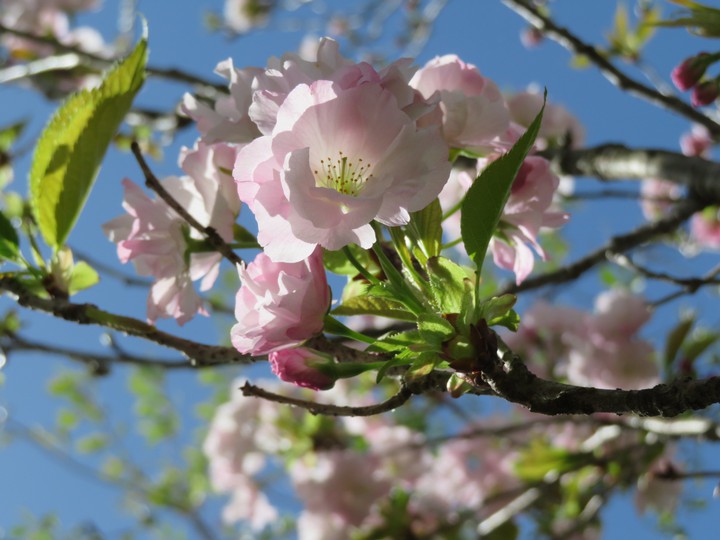 桜
