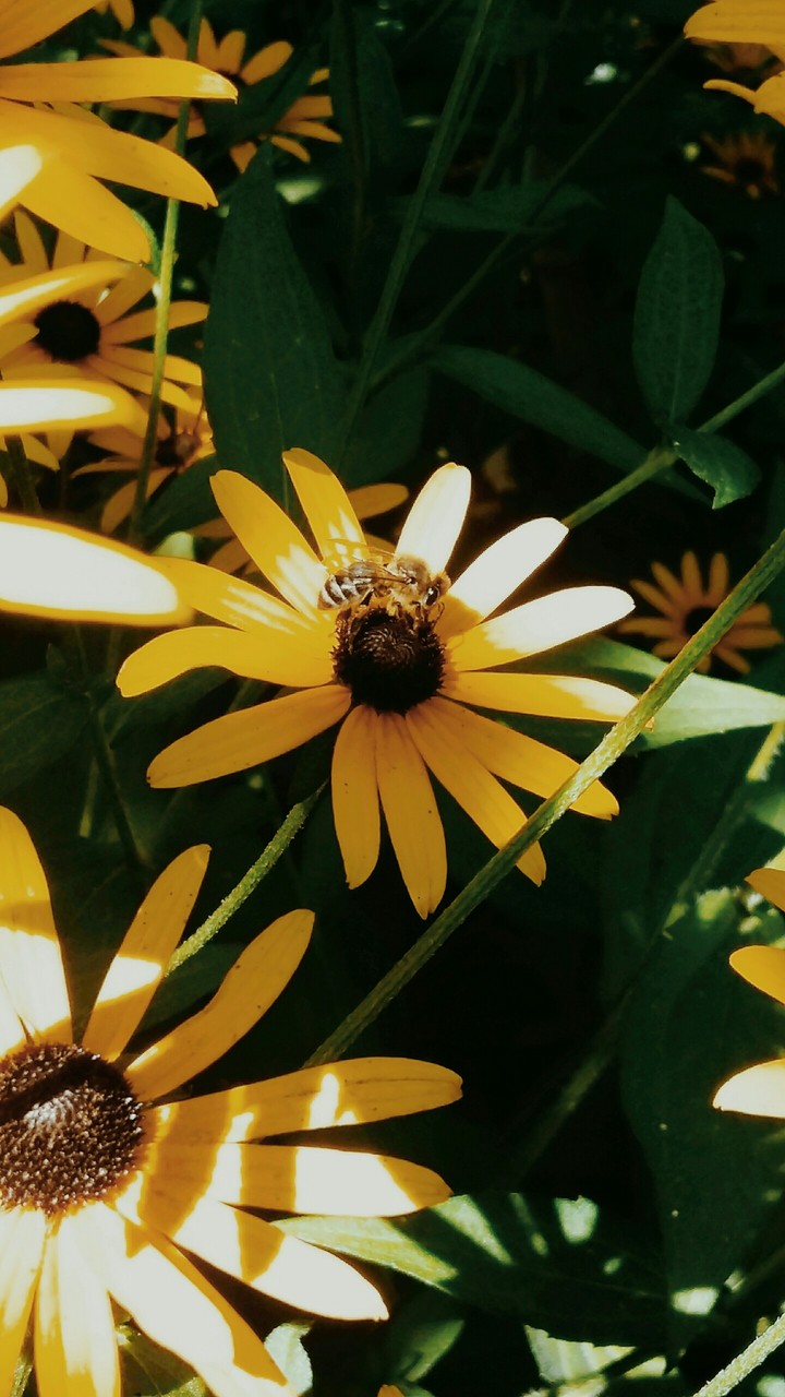 fly