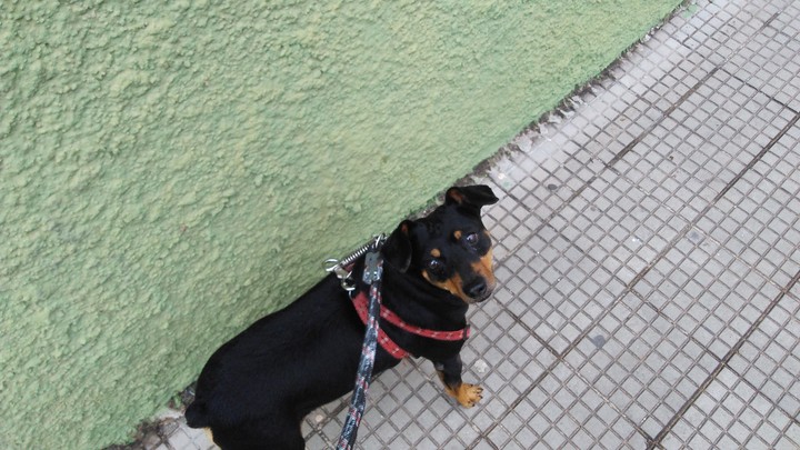 Passeando com o dog