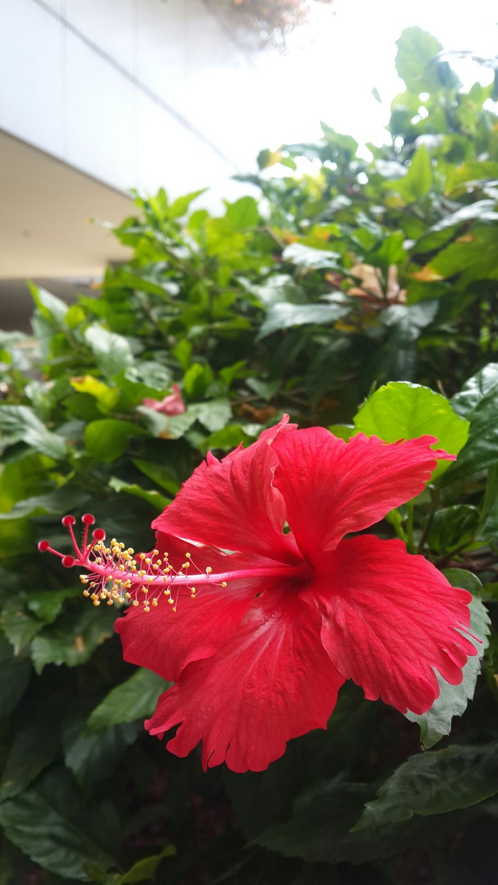 Hibiscus