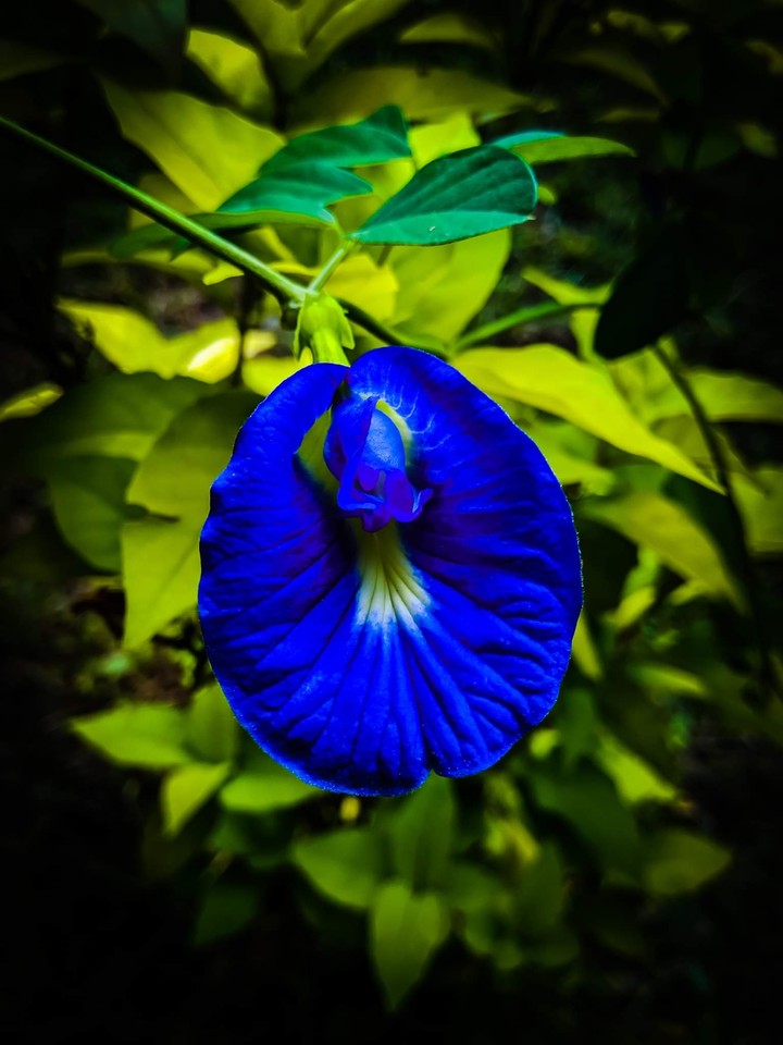 Nature