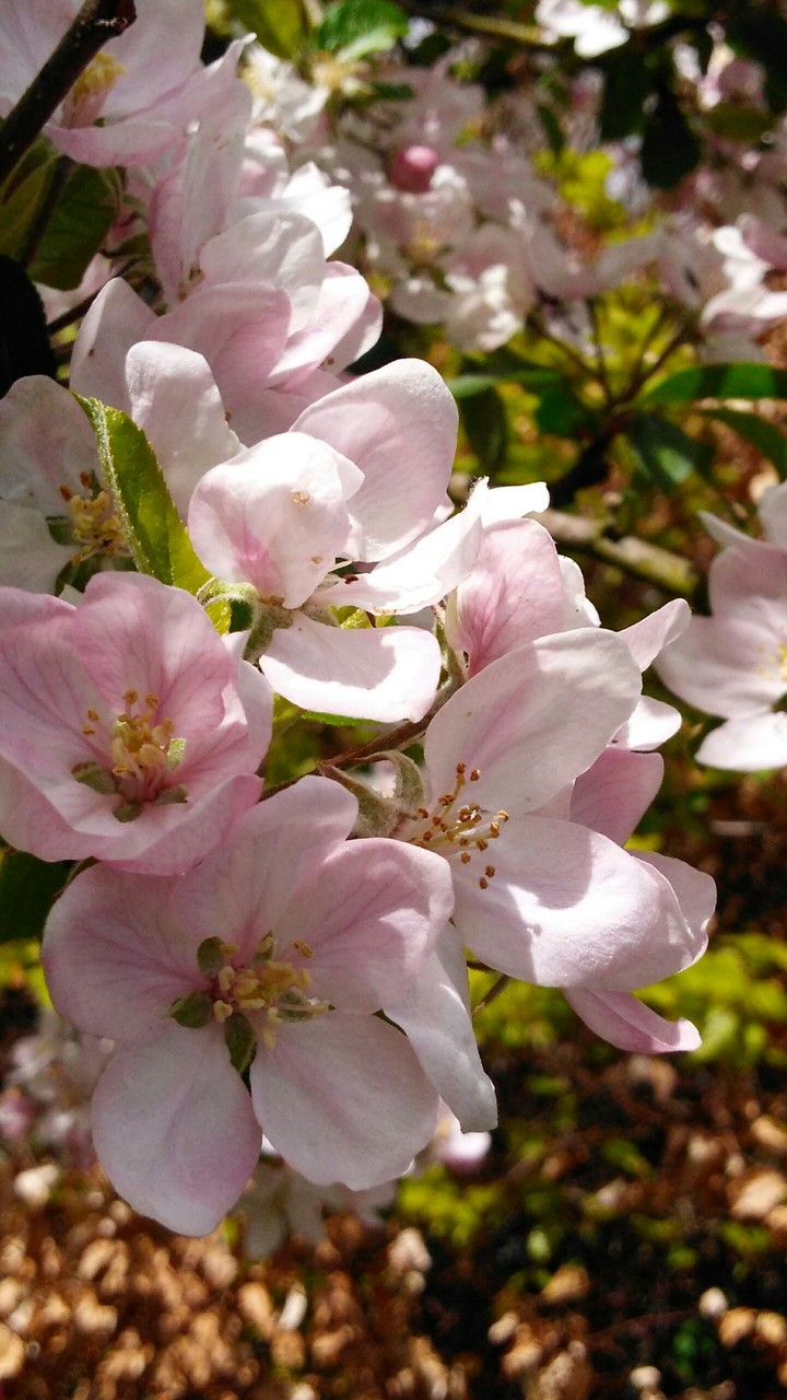 even more blossom