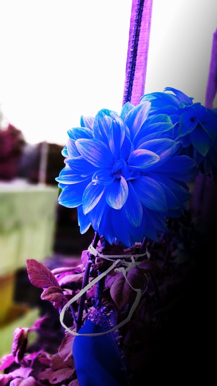 #eveningflowers #bluedahlias..