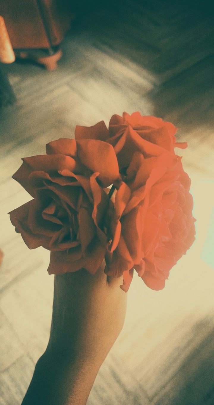 Red Roses