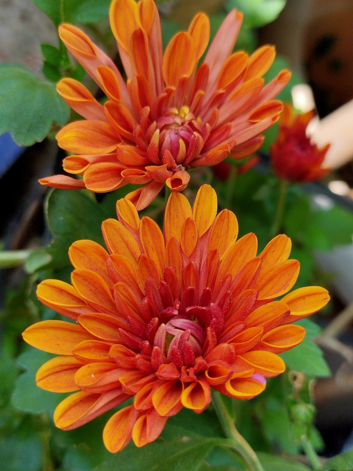 Chrysanthemum