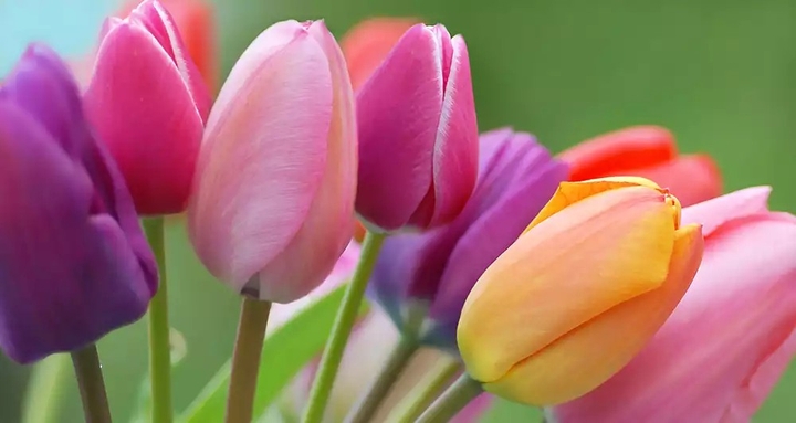 nature #couleurs#tulipe#