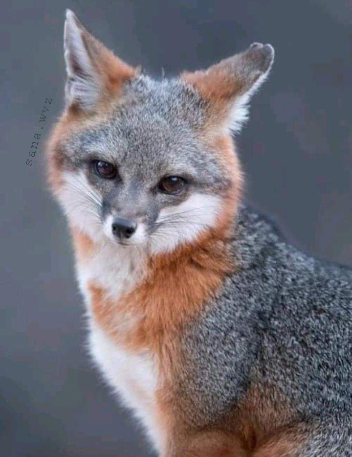 FöxXx