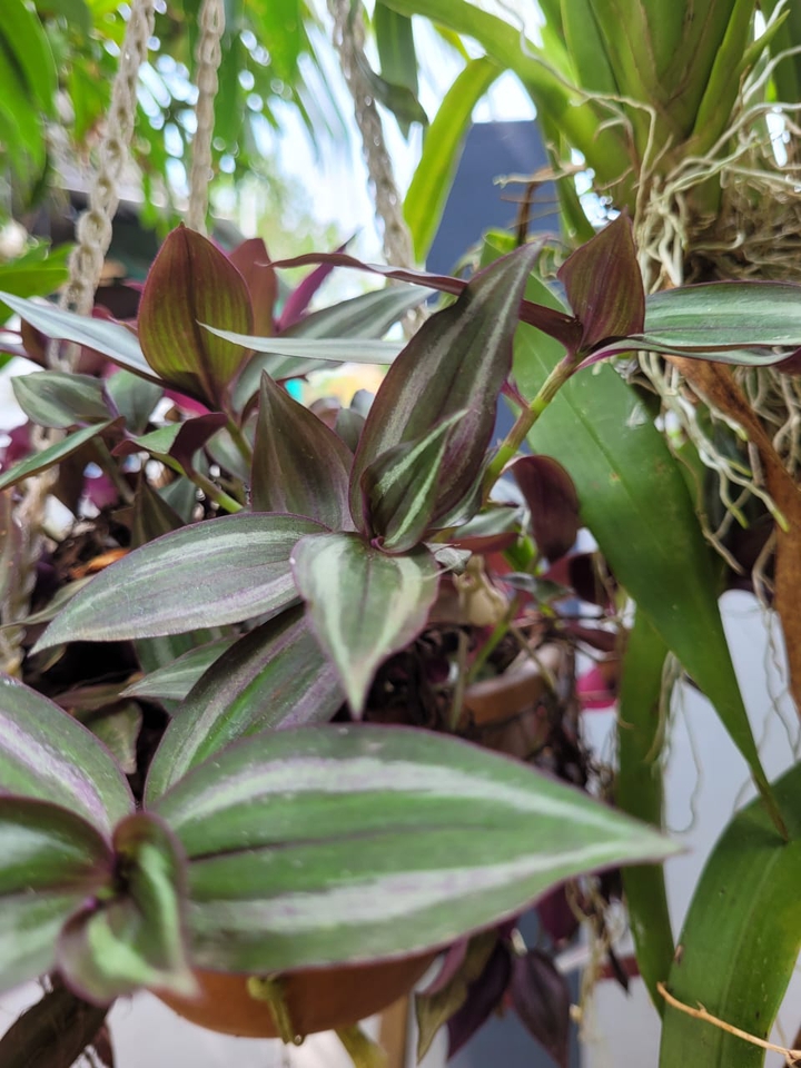wandering jew