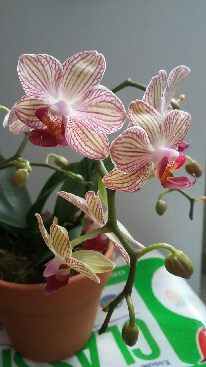 orchidée