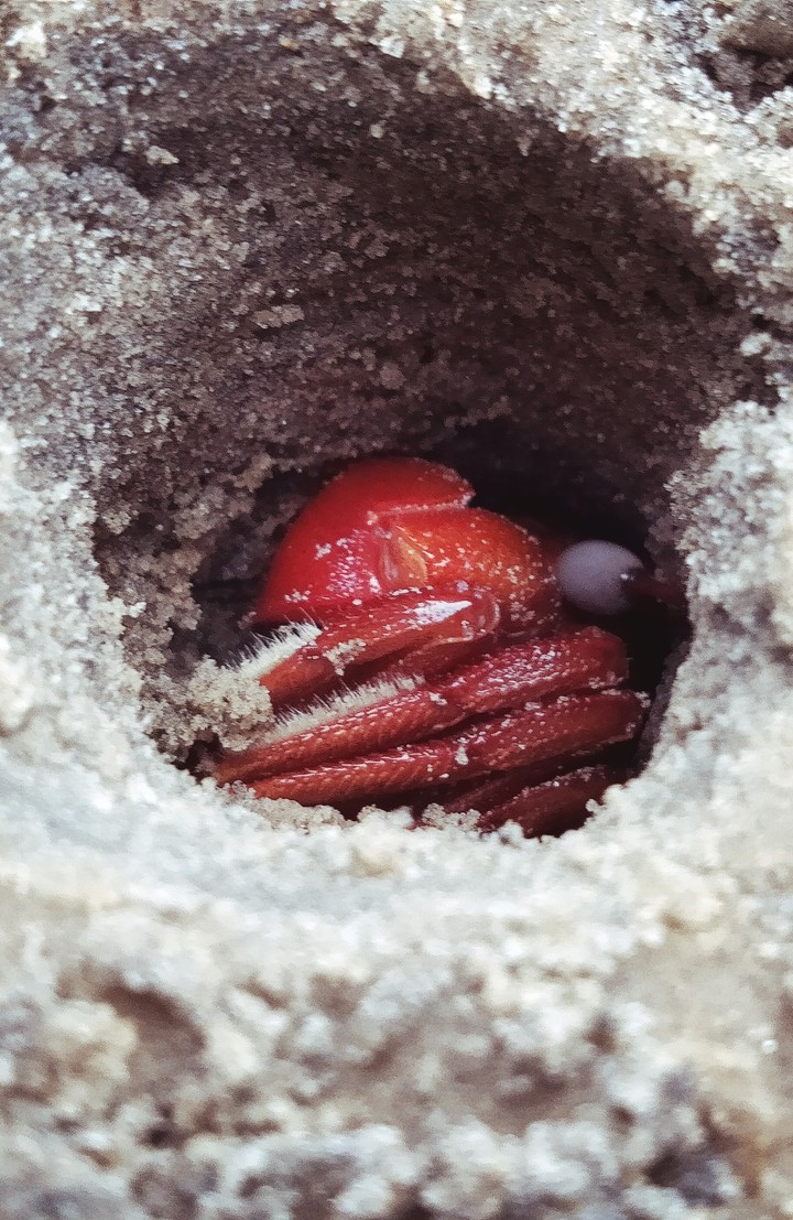 Red crab