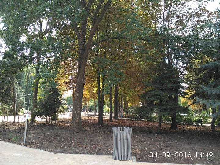 tree